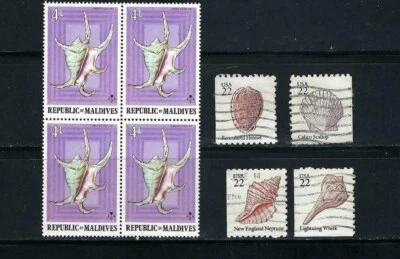 CÁSCARAS DE MAR - MALDIVAS. 'LAMBIS CHIRAGRA,- U.S. 'CASCO,- CALICO,'NEPTUNO, WHELK' Foto 1 de 2