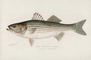Bajo a Rayas, Roccus Lineatus por Sherman F Denton Giclee Impresión Artística Envío Gratis - Imagen 1 de 3