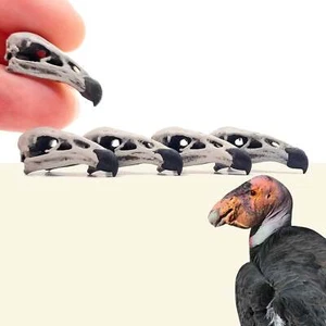 California Condor Skull Replica 1:12 scale diorama miniature oddities (5 skulls) - Picture 1 of 5