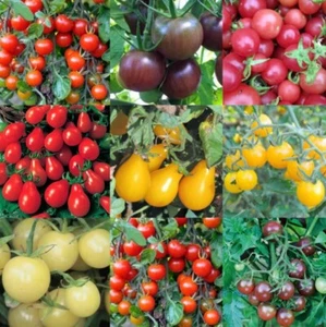 TOMATO Cherry Mix 30+ seeds HEIRLOOM vegetable garden SPRING SUMMER easy grow - Picture 1 of 2