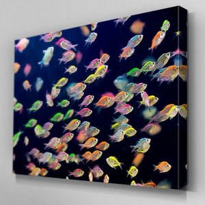AB531 Rainbow School of Fish Canvas Wall Art Ready to Hang Picture Print - Picture 1 of 1