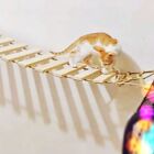 Wall Mounted Sisal Rope Cat Ladder Sisal Cat Scratcher Shelf  Grinding Claw
