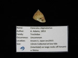 Muschel Clanculus stigmatarius 13mm ID#9536 - Bild 1 von 3