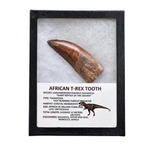 African T-Rex Tooth - Picture 1 of 1