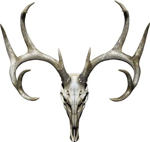 Buck Skull Hunting Color  Decal 12x11.25" Boat, Car, Camper, Truck Decal - Picture 1 of 2