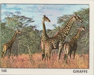 Top Sellers Card - Animals of The World - Card No 145 - Giraffe - Picture 1 of 2