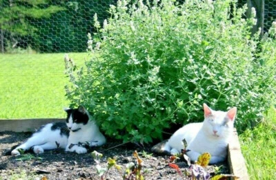 Catnip Seeds 1000+ Herb Perrenial Garden NON-GMO USA FREE SHIPPING - Image 1 of 4
