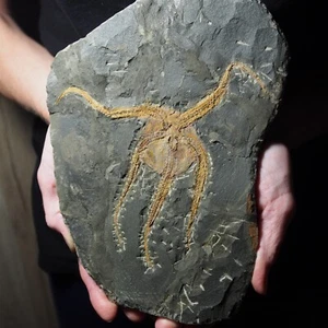 Estrella de mar Ophiura sp. muy grande de 1,3 kg Fósil Marruecos Ordovícico - Imagen 1 de 12