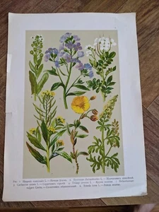 Vintage Victorian Illustration Medicinal and Herbal Plants Flowers Print - Picture 1 of 3