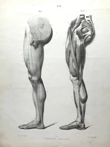 Anatomy Forms of Man by Dr Fau Atlas Original Litho Plate 21 Inner Leg 1848 - Picture 1 of 3
