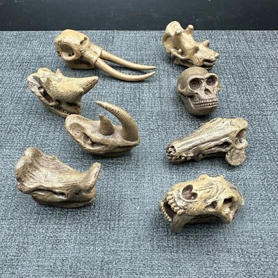 RARO Detallado Dinosaurio Prehistórico Mamífero Réplicas Calavera PVC Figura Tú Eliges Foto 1 de 4