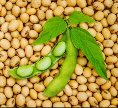 Bulk Soy Bean Seeds | USA Vegetable Soybeans Planting or Eating Cover Crop 2025 - Image 1 of 4