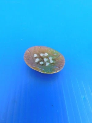 QUIRALU /  LE MONDE CIVIL / LA FERME  TRES BEAU ET RARE PANIER A OEUFS - Photo 1/4