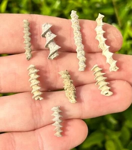 Alabama Fossil Archimedes Screw ONE PER PURCHASE Bryozoan Mississippian Age - Picture 1 of 7