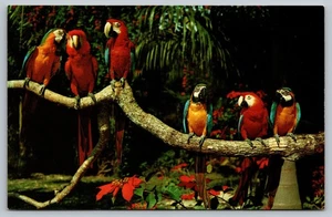 Vintage 1982 Parrot Jungle Miami Florida Postcard Color Photo by H.W. Hannau - Picture 1 of 2