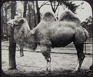 Linterna mágica de vidrio victoriano diapositiva CAMELLO BACTRIANO C1890 FOTO ZOO - Imagen 1 de 2