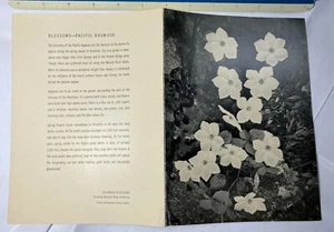 YOSEMITE AHWAHNEE MENU Sep 20 57 6x8-1/2" Ansel Adams Dogwood Blossoms - Picture 1 of 2