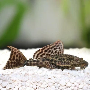 3-Pack Pleco (Hypostomus plecostomus) 2” – Live Freshwater Fish for Aquarium Tan - Picture 1 of 1