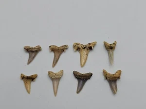 Shark Tooth Collection –8 Fossils: 3 Striatolamia & 5 Jaekelotodus trigonalis - Picture 1 of 3