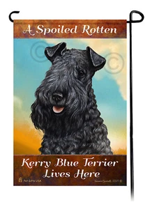Un Kerry Blue Terrier podrido mimado vive aquí - Imagen 1 de 1