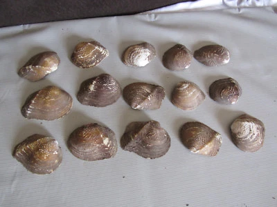 Lot Set of 15 Fifty Year Old Mother of Pearl Unpolished Clam Shell Amber Color  - Image 1 of 4