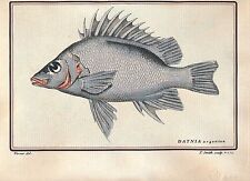 Edizioni Ponte Vecchio Italy hand colored print datina argentea fish Bloch