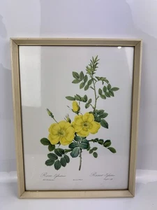 Estampado vintage enmarcado Pierre Joseph Redoute "Rosa Eglanteria" rosas 42 X 32 cm - Imagen 1 de 6