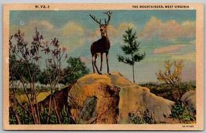 The Mountaineer West Virginia 1940s Linen Postcard Busk Deer - Picture 1 of 2