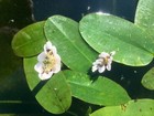 5 X WATER HAWTHORNS MARGINAL - DEEP WATER POND PLANTS YOUNG ****FREE POSTAGE****