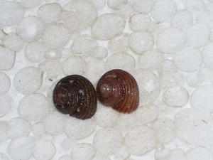 CLANCULUS CRUCIATUS BLACK AND RED - Picture 1 of 2