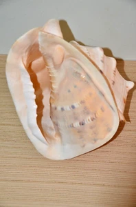 Large Specimen -Cassis cornuta - appx. 225 mm,  9" - Picture 1 of 5