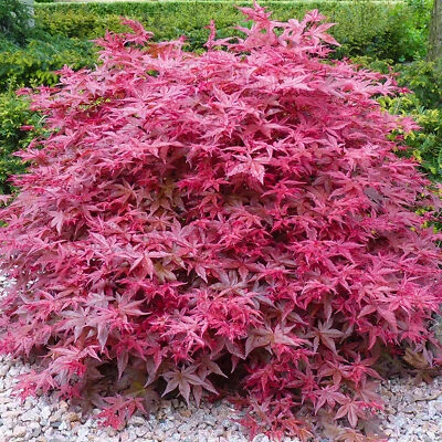 Acer palmatum 'Beni-Maiko' | Japanese Maple Deciduous Garden Plant Tree in Pot - Image 1 of 4