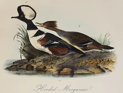 Audubon Hooded Merganser Plate 413 Birds Of America 2nd Edition Royal Octavo - Image 1 of 3
