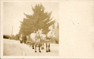RPPC Dos Caballos Blancos Tirando Trineo 1914 Posiblemente N Waterville ME Foto 1 de 2