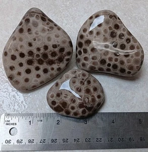 3 Petoskey Stone 13.8 oz Unpolished Lot of Michigan Hexagonaria Fossils - Picture 1 of 4