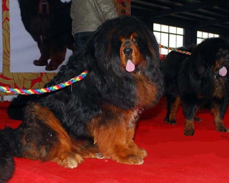 Tibetan Mastiff Auspicious Rope Leash Handmade Pet Training Collar Big Dog Chain - Image 1 of 4