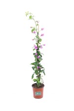 Pianta di Bougainvillea Specto-Glabra pianta da esterno pianta ornamentale vera