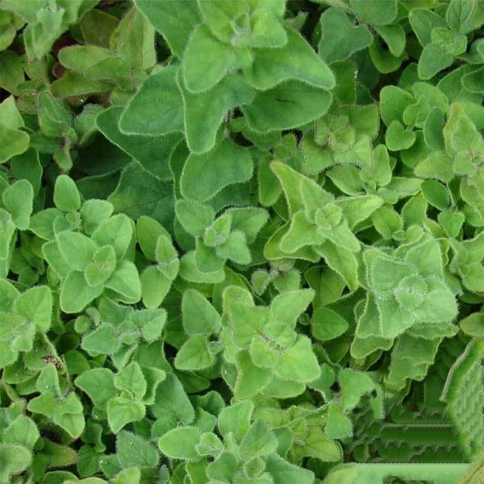 1000+ Orégano griego, mejorana de invierno, hierba, SIN TRANSGÉNICOS. Foto 1 de 1