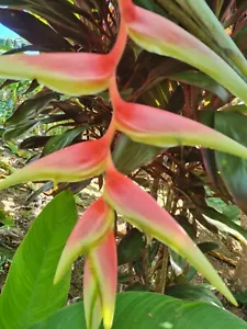HELICONIA CHARTACEA EXTRA SEXY LIVE TROPICAL RHIZOME EXOTIC PLANT - Picture 1 of 3