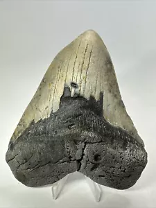 Megalodon Haizahn 5,58 Zoll - wunderschön - authentisches Fossil - Carolina 18400 - Bild 1 von 8