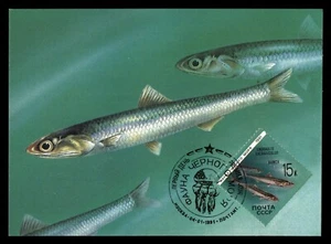 MayfairStamps Russia FDC 1991 Fish Fauna of the Black City First Day Post Card a - Picture 1 of 2
