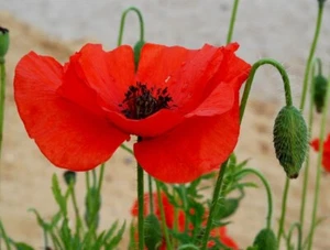 Klatsch Mohn Samen 🌸, 200+ Samen aus dem eigenen Garten 🌼 - Bild 1 von 7