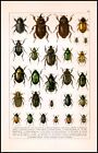 1916 Antique Chromolithograph of BEETLES INSECTS by Camillo Schaufuss (BS24...