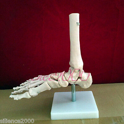 1:1 New Foot Joint Anatomical Skeleton Model ...