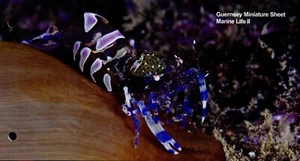 2014 - Guernsey Presentation Pack - Marine Life - 2nd Series - £3.00 Mini-Sheet - Picture 1 of 3
