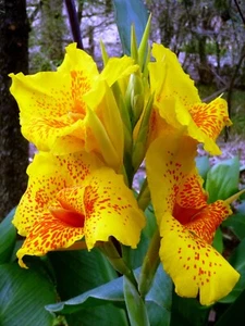 5 Stunning Yellow Red spots Flower Cannaceae-Canna Lily - Rhizomes - Picture 1 of 5