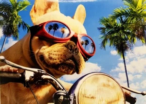 Divertida tarjeta de cumpleaños feliz Avanti motocicleta helicóptero perro DEMASIADO GENIAL PARA CUIDAR - Imagen 1 de 2