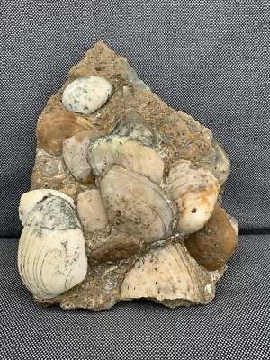 Shell Multiblock Fossil Bivalve Cardinia sp, Unpolished, Scunthorpe, England - Image 1 of 4