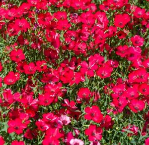 Scarlet Flax Seeds | Non-Gmo | Heirloom | Fresh Garden Seeds