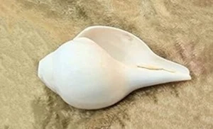 Natural Blowing Shank conch shells for pooja home temple (3 inch) Pack 1 - Picture 1 of 2
